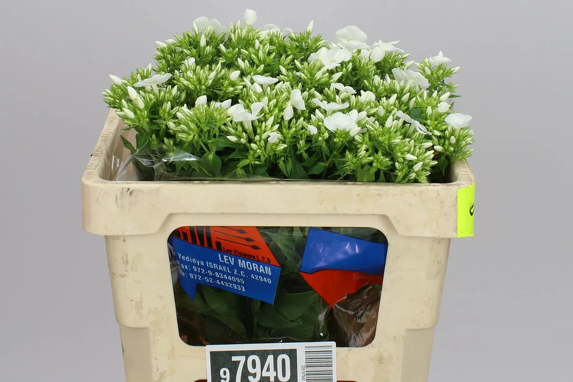 Phlox P Whitecap • 50 cm