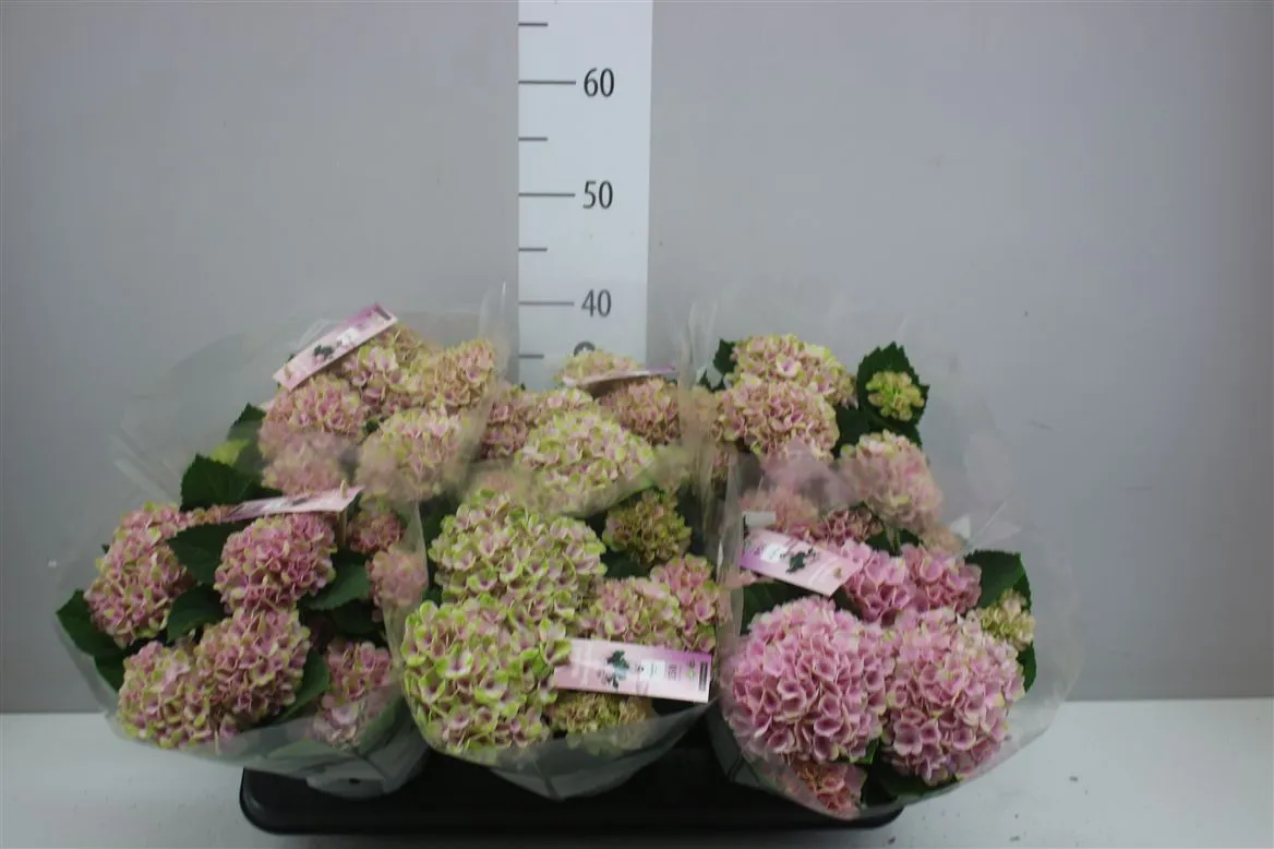 Hydrangea Magic Revolution Pink 5-6 • črepník 12 cm