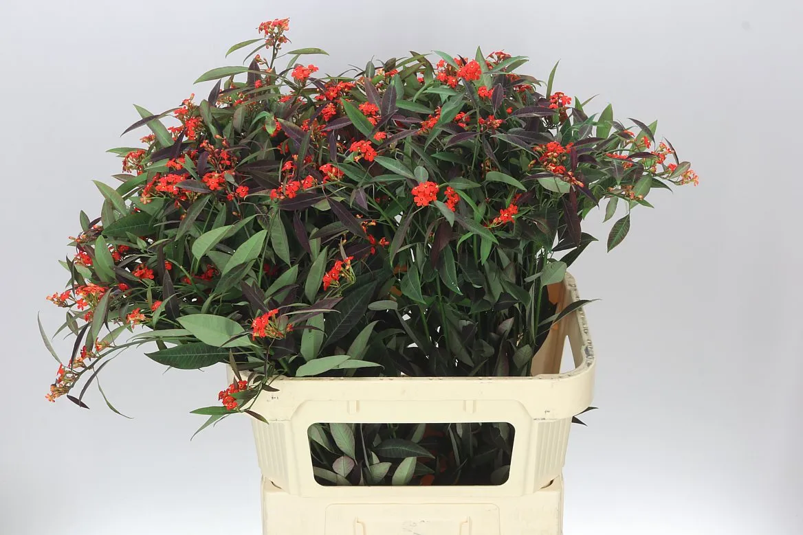 Euphorbia F T Kuttle Orange • 80 cm