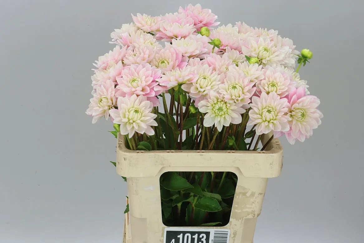 Dahlia Pink Delight • 60 cm