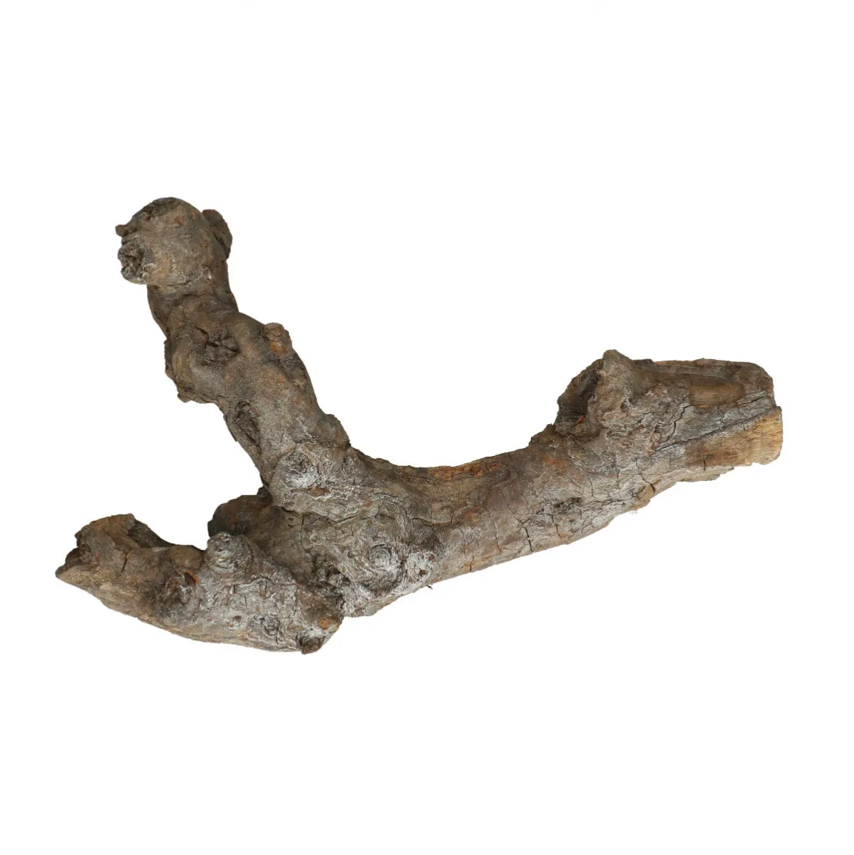 Koreň Kuwa sivý 30 cm