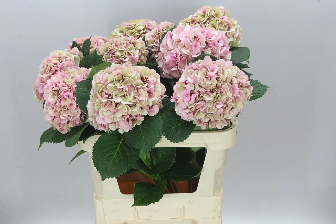 Hortenzia Vienna Classic • 80 cm