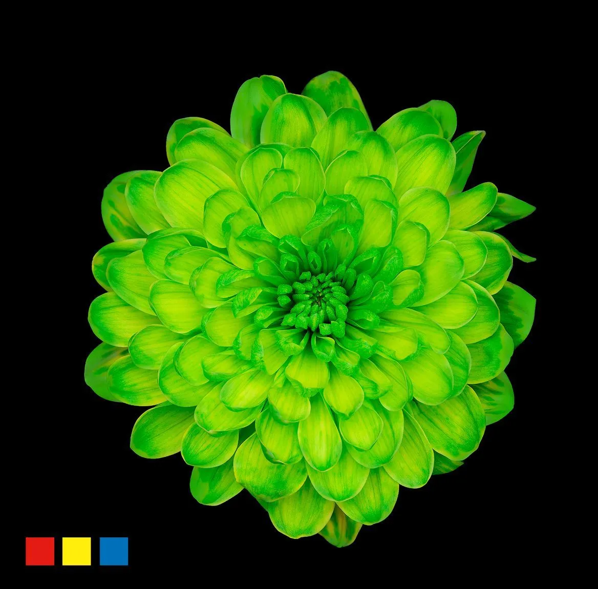 Chryzantéma trsová Altaj Green • 70 cm