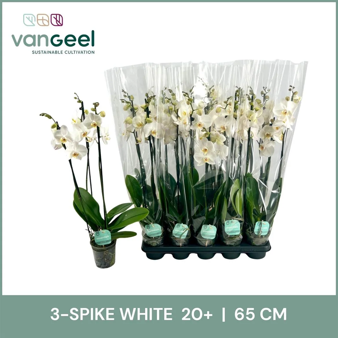 Orchidea Phalaenopsis biela, 3 výhony • črepník 12 cm