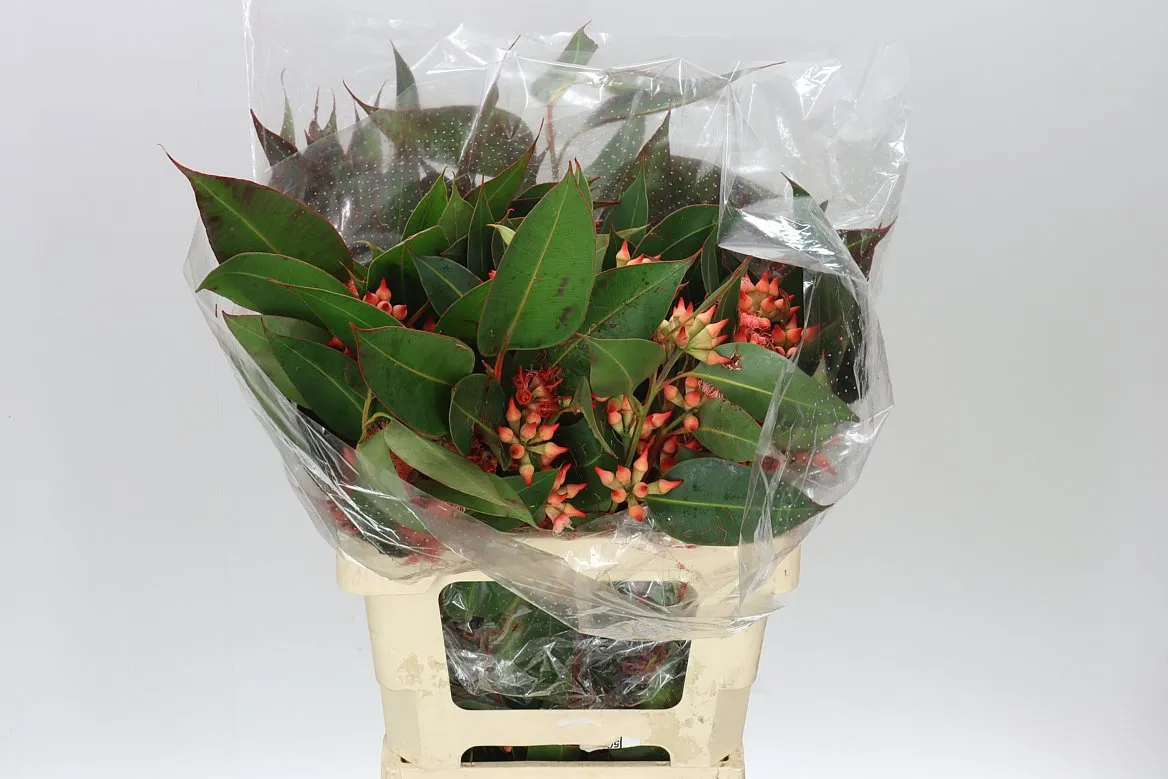 Robusta Red • 60 cm