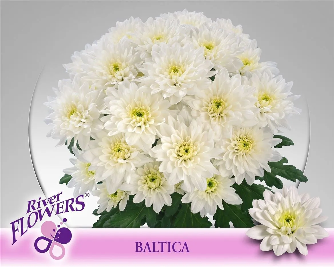 Chryzantéma trsová Baltica • 70 cm