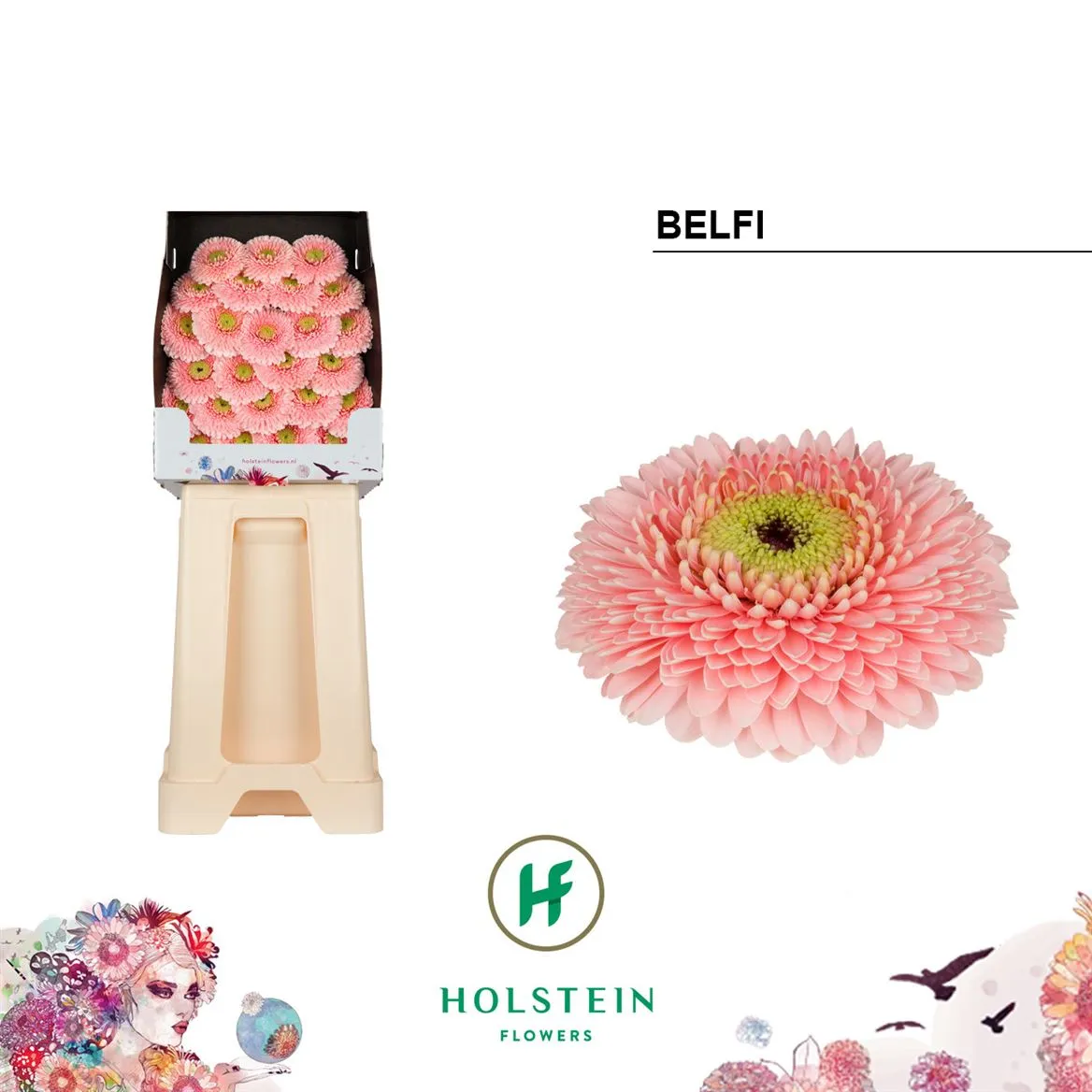 Germ D P Belfi • 55 cm