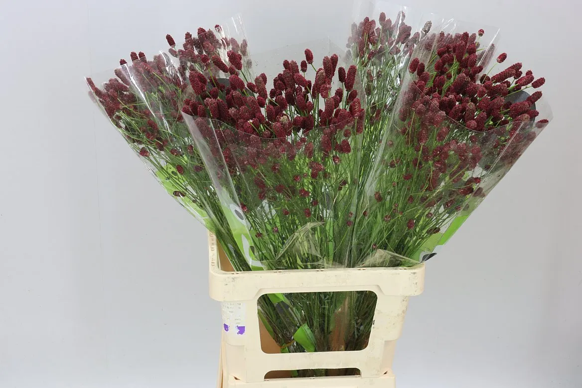 Sanguisorba Off Red Dream • 70 cm