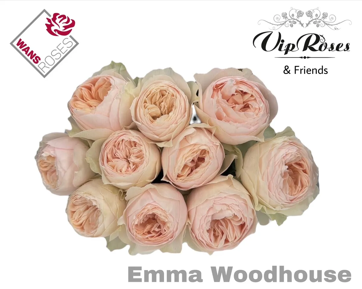 R Gr Emma Woodhouse • 60 cm