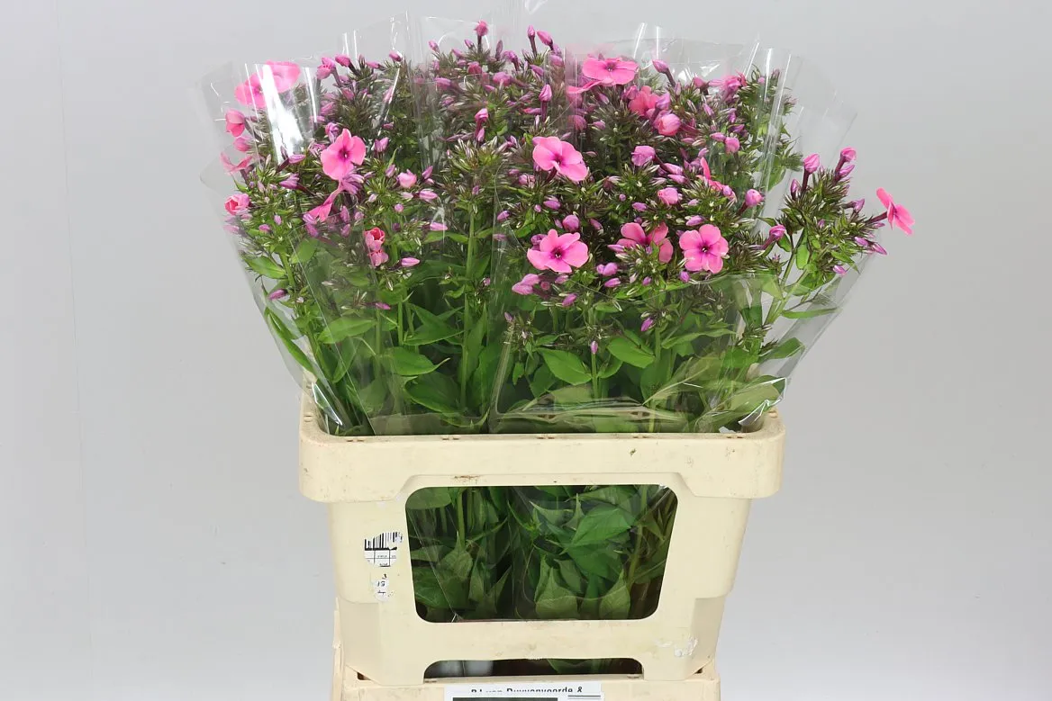Phlox P Kiki Cerise • 60 cm