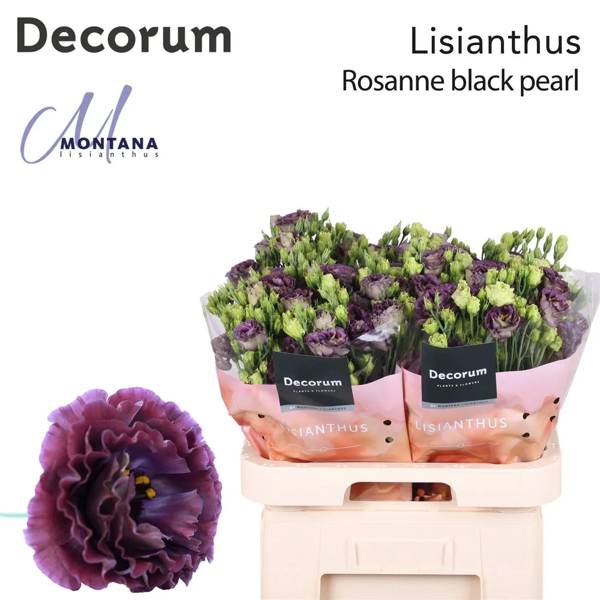 Eust Du Rosanne Black Pearl • 70 cm