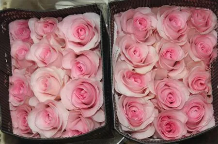 Rosa Gr Ec Christa • 60 cm