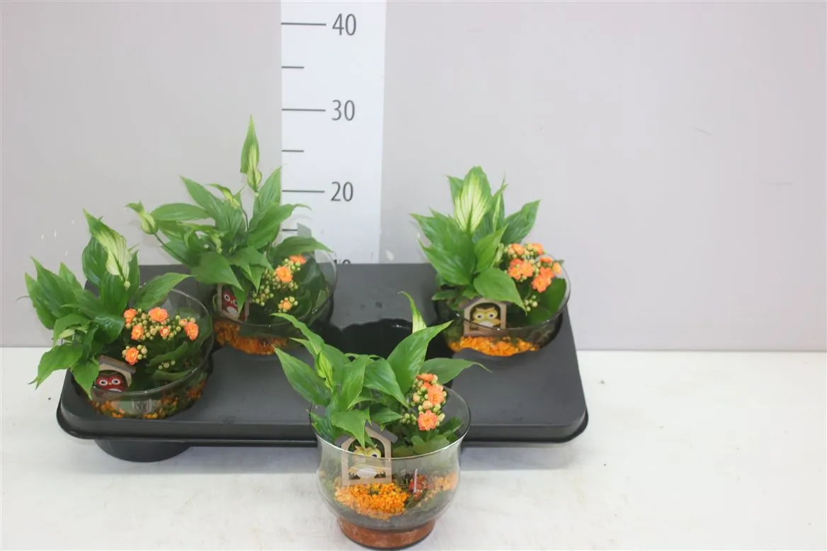 Arr Kamerplanten v obale Glas Bokaal • črepník 16 cm
