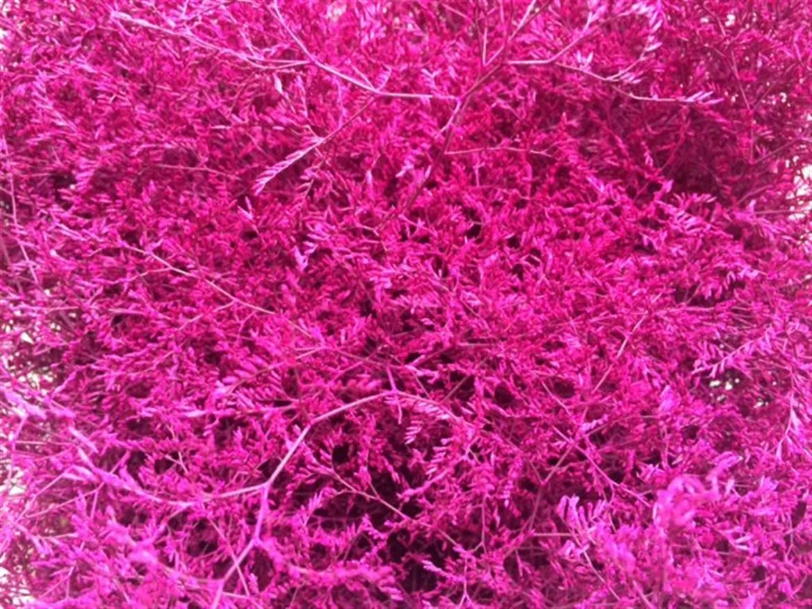 Limónium Beltaard Cerise • 80 cm