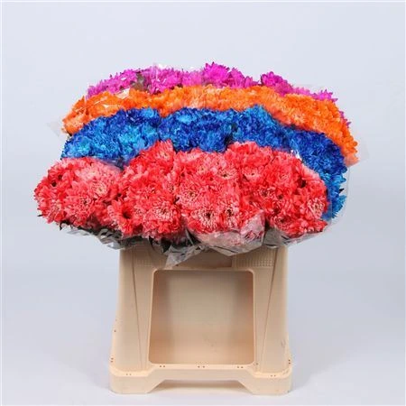 Chryzantéma trsová Baltica mix Glt • 70 cm