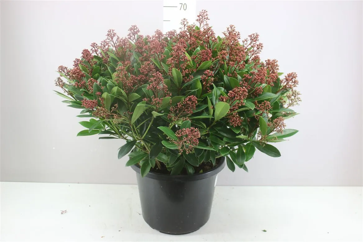 Skimmia Rubella 100+ X • črepník 32 cm