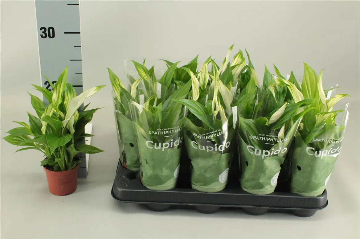 Spathiphyllum Pearl Cupido 2+ • črepník 7 cm