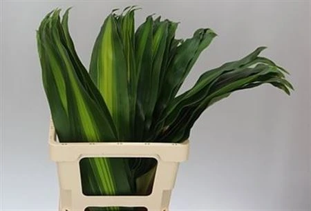 Dracéna Fragans Massangeana • 60 cm