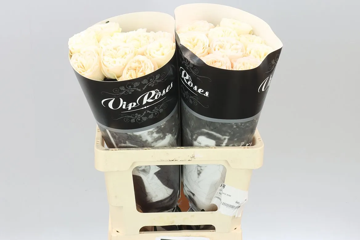 Ruža záhradná Vip Royal Romance • 60 cm