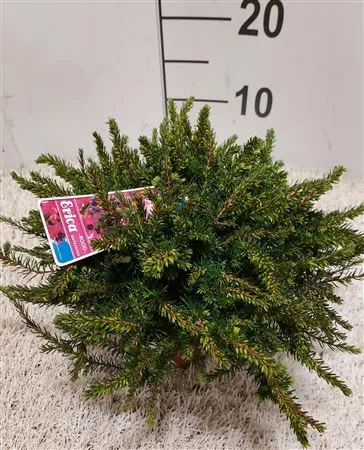 Erica Darleyensis Rood • črepník 12 cm
