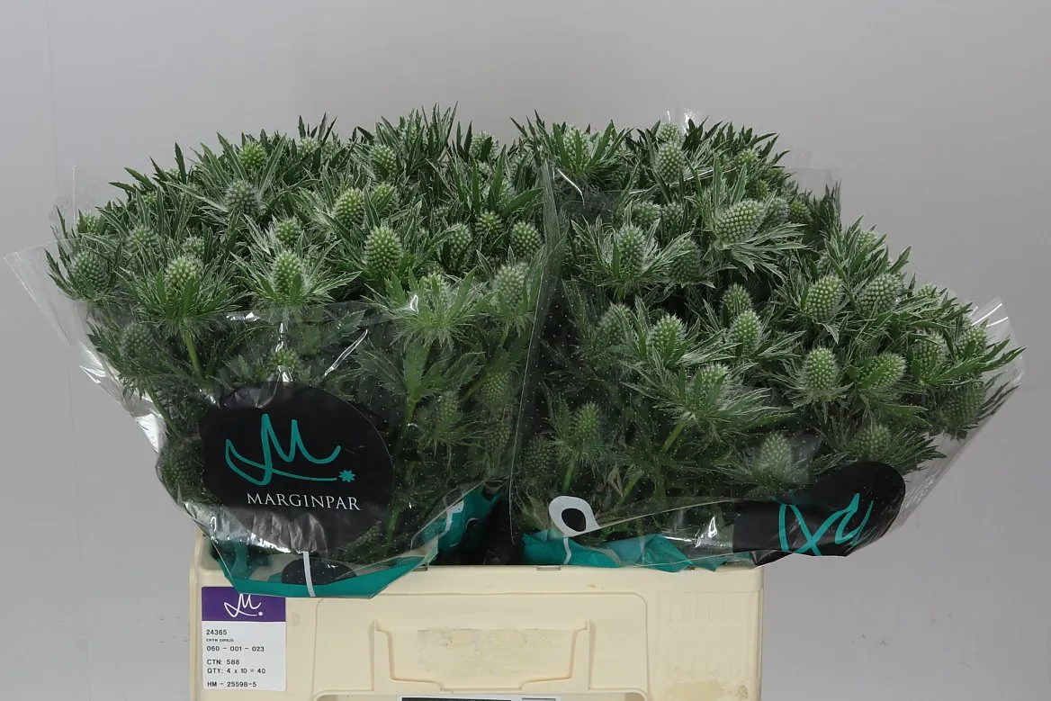 Eryngium Sirius • 60 cm