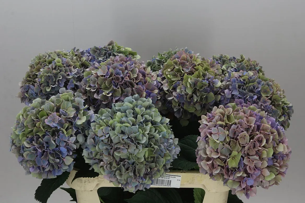 Hydrangea Cassanova Classic • 80 cm