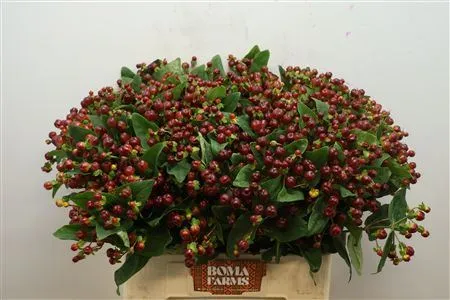 Hyperikum Mag Cherry • 60 cm