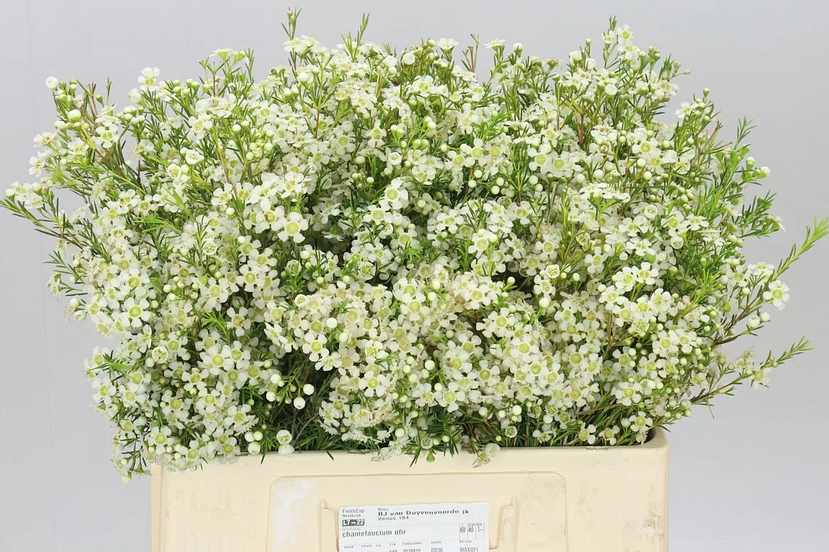 Chame Wax Ofir • 60 cm