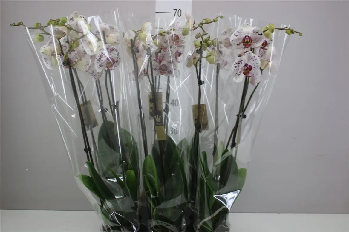 Phal Calypso 2 Tak • črepník 12 cm