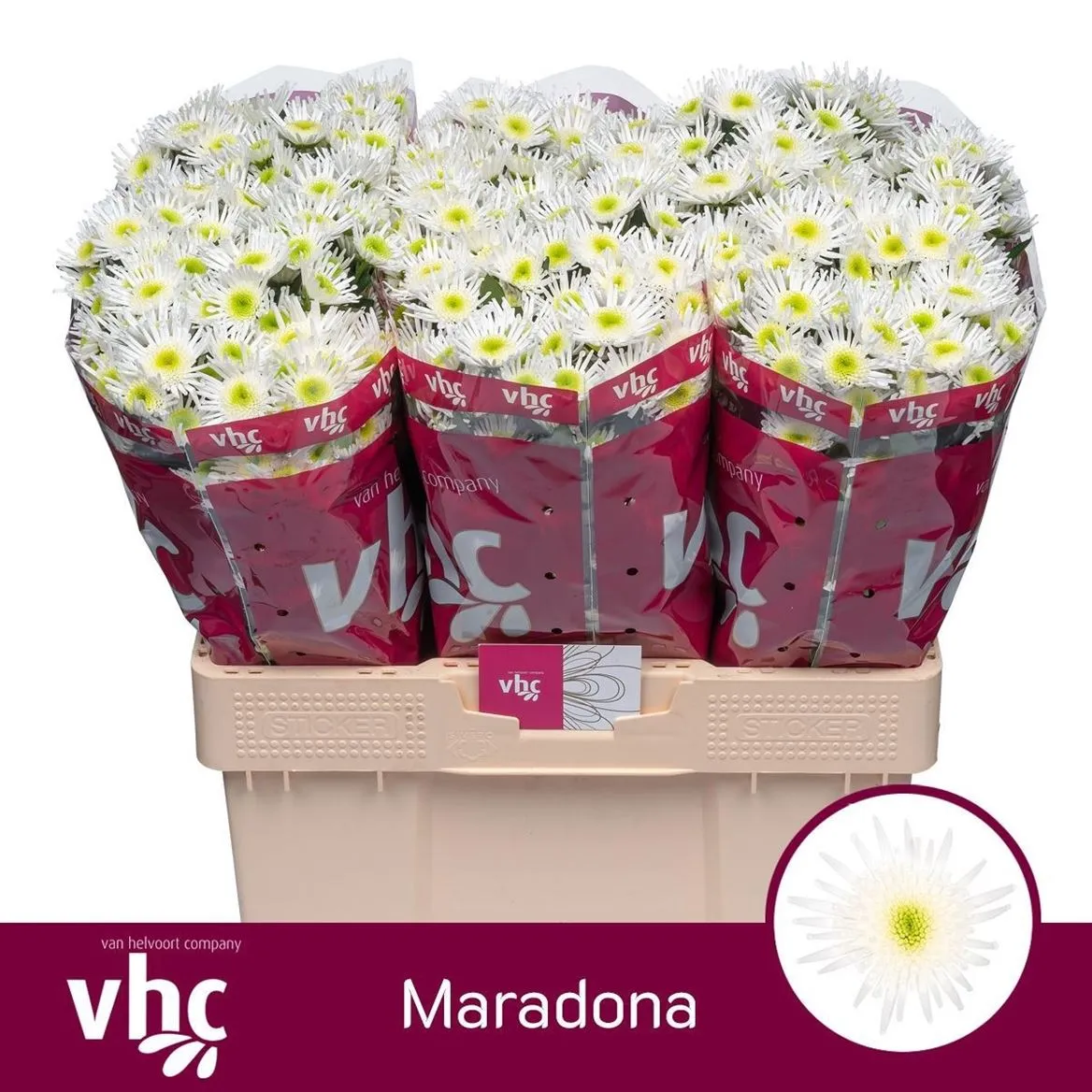 Chryzantéma santini Maradona • 55 cm