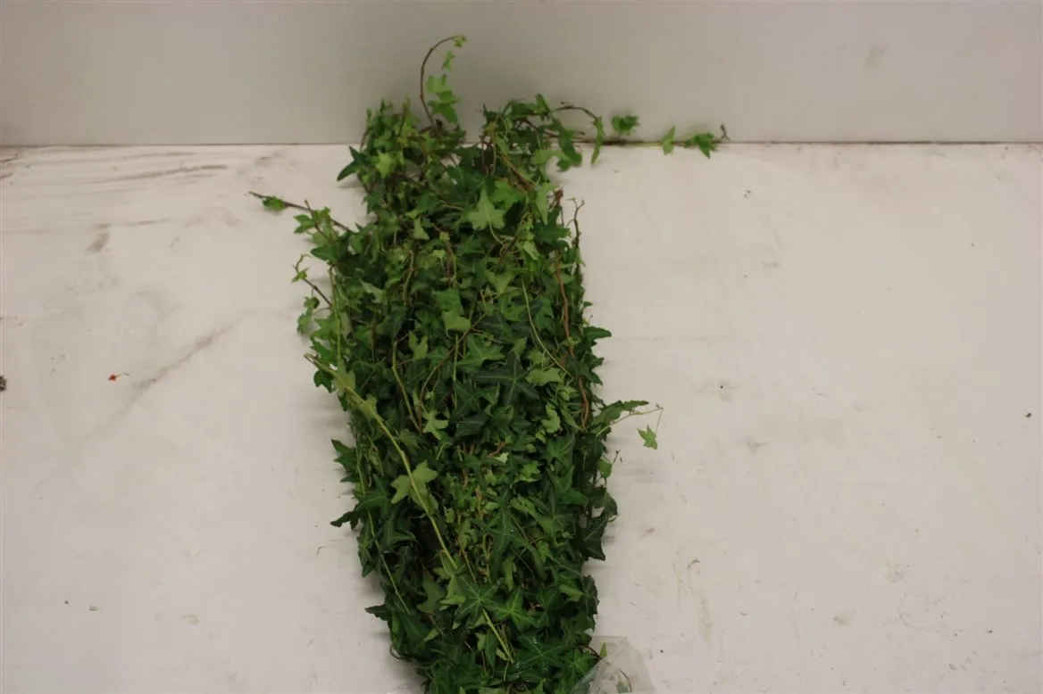 Hedera Green Italie X25 • 100 cm