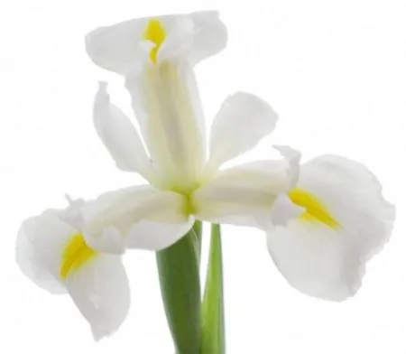 Iris Casablanca • 60 cm