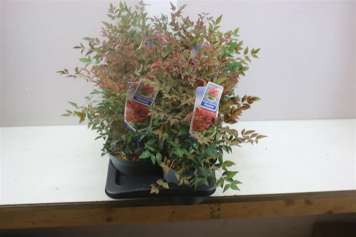 Nandina Domestica Obsessed • črepník 17 cm