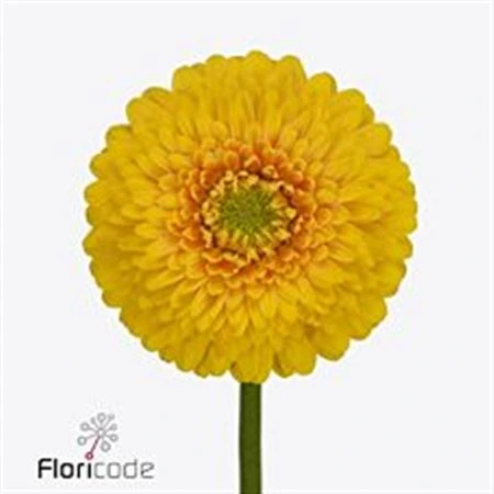 Germini Pomponi Sunlight • 45 cm