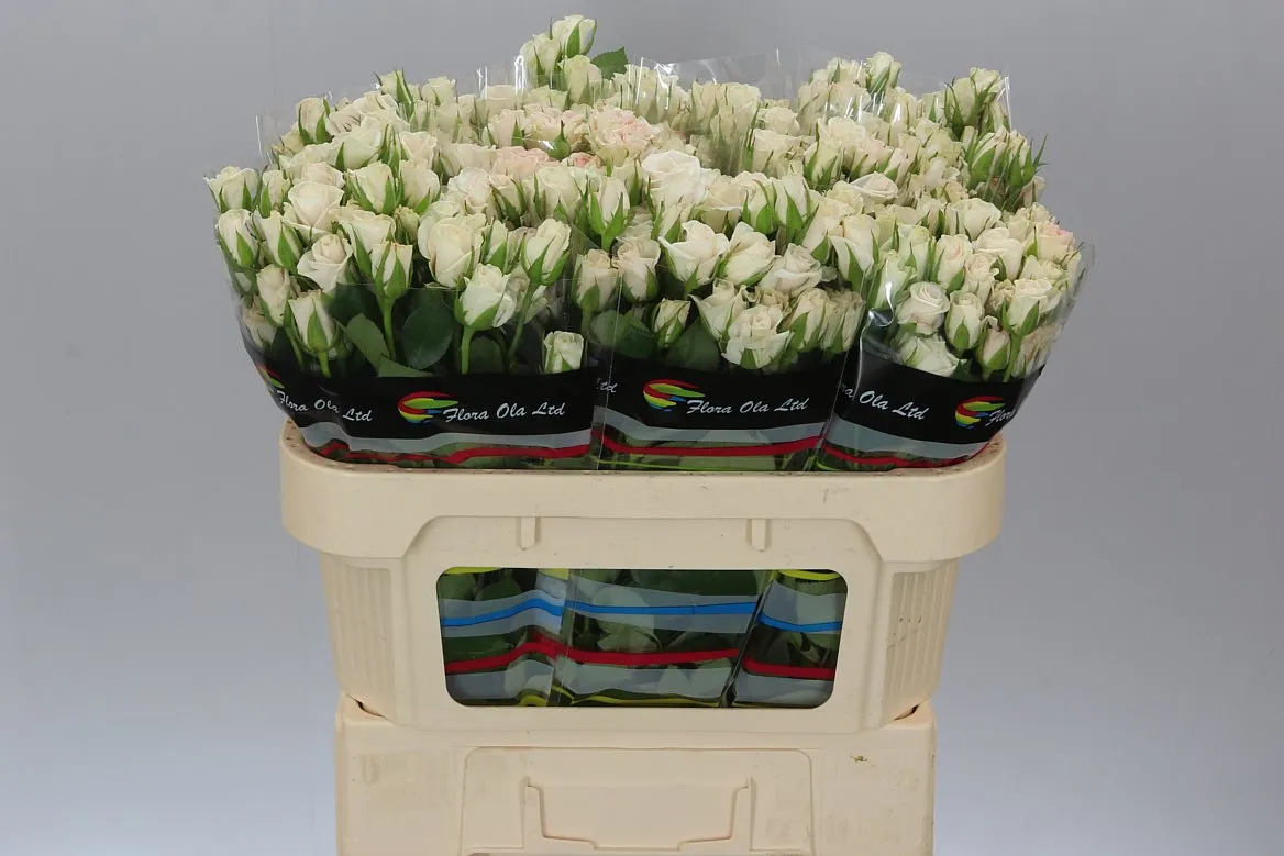 Ruža trsová Royal Porcelina Imp • 70 cm