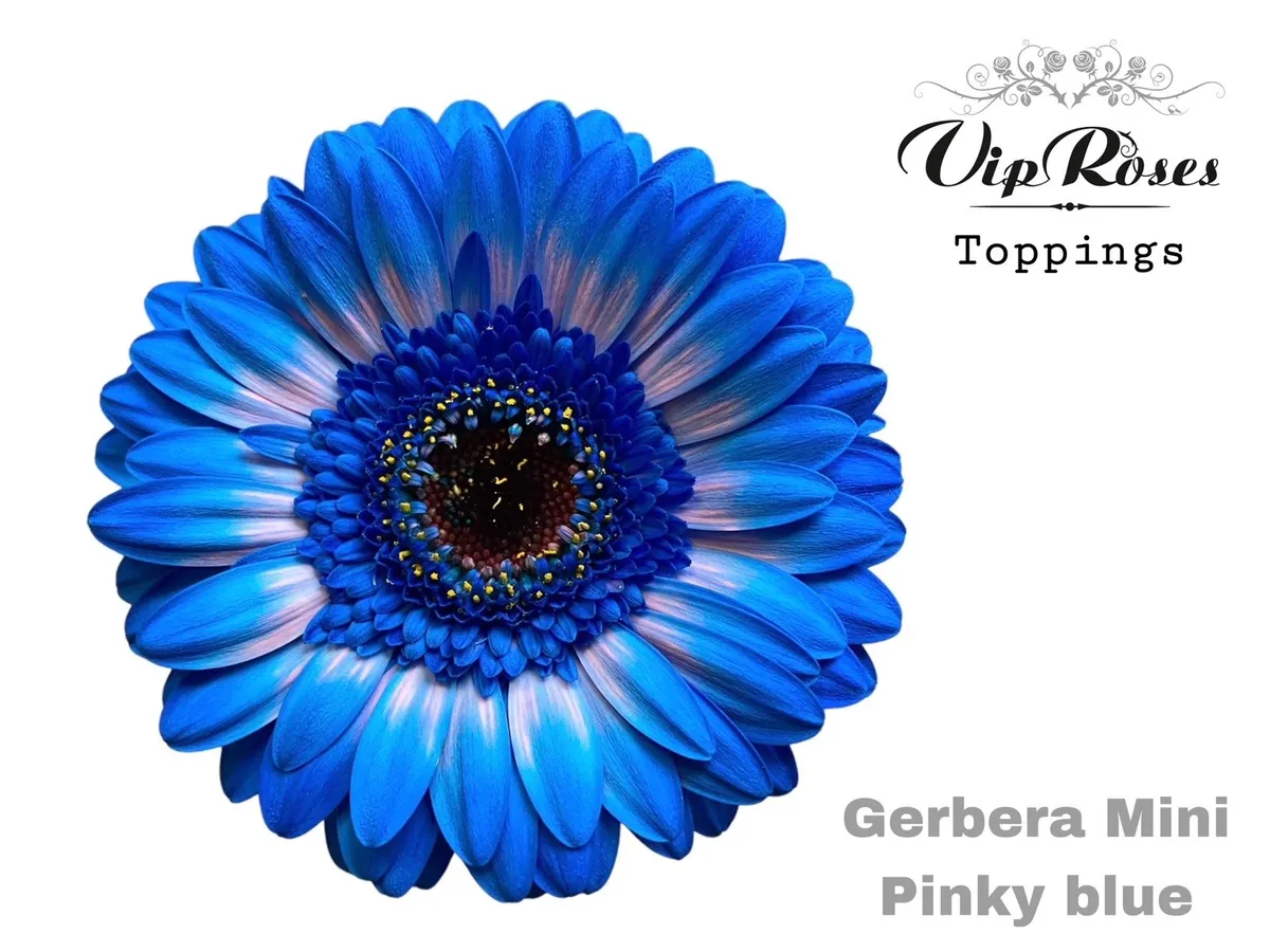 Ge Mi Pinky Blue • 50 cm