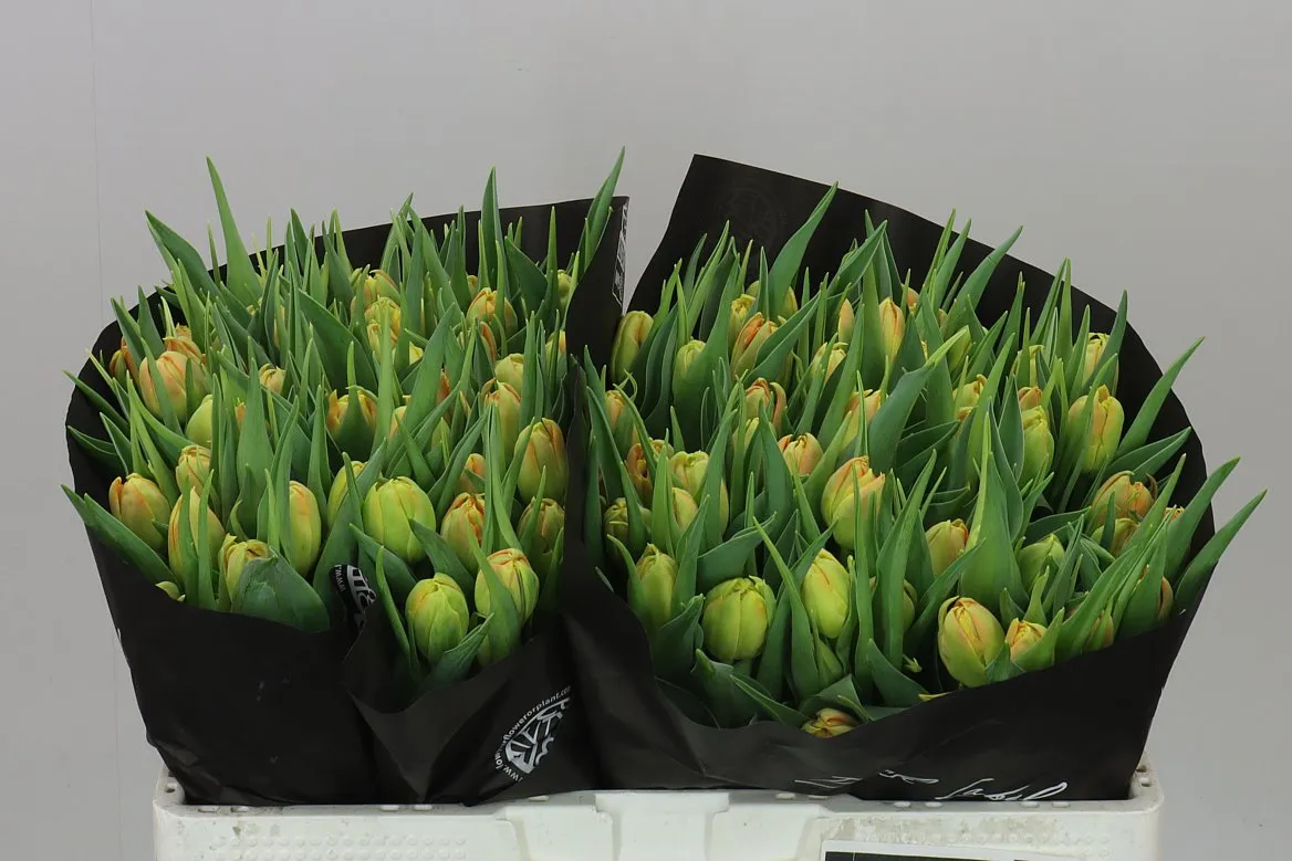 Tulipa Du Monte Orange • 38 cm