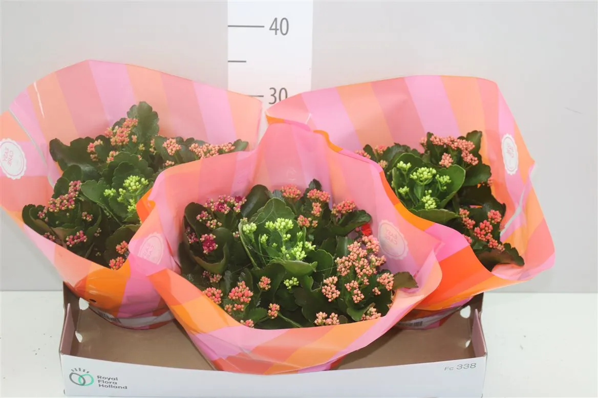 Kalanchoe Calandiva Carnaval • črepník 23 cm