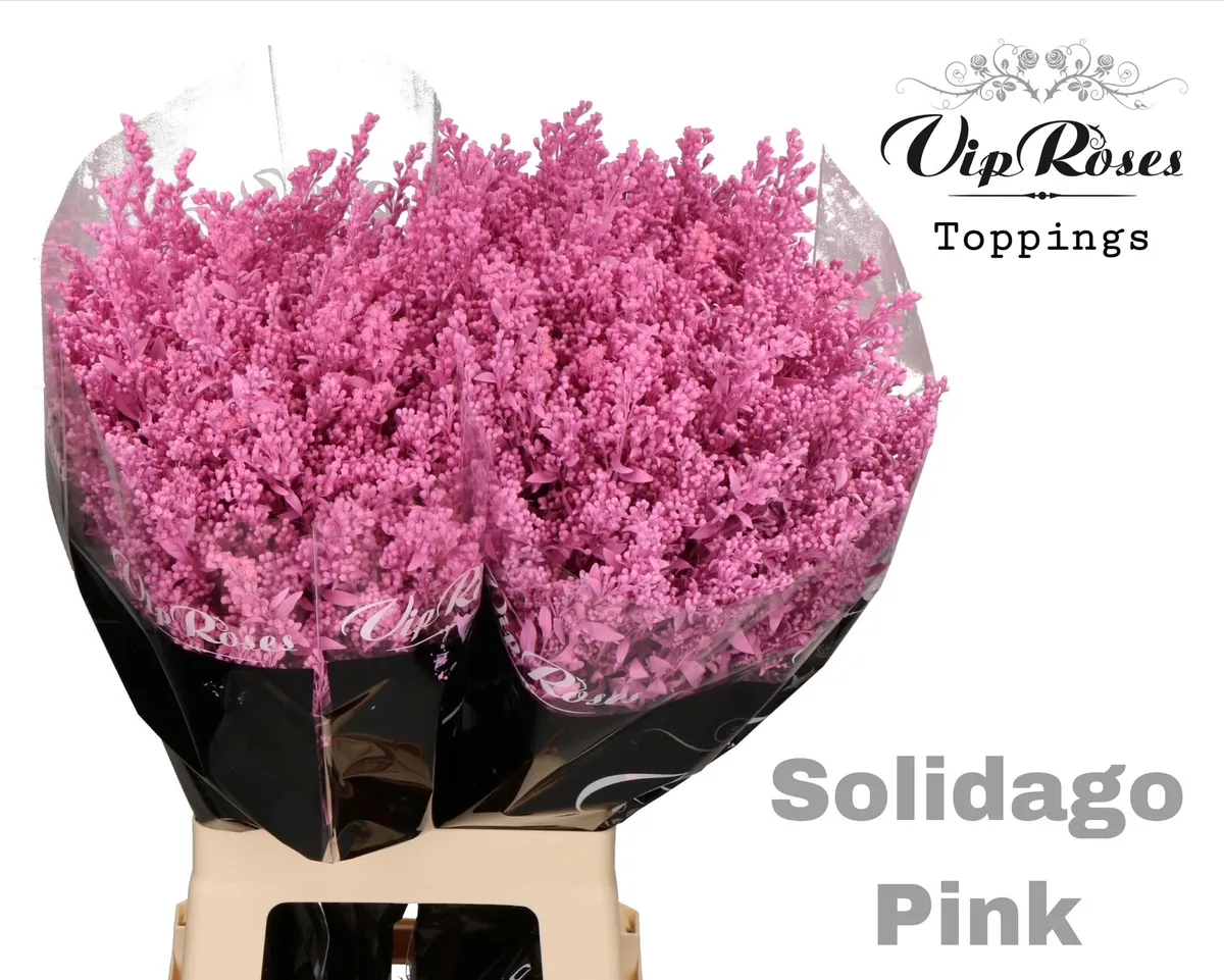Solidago Pink • 70 cm