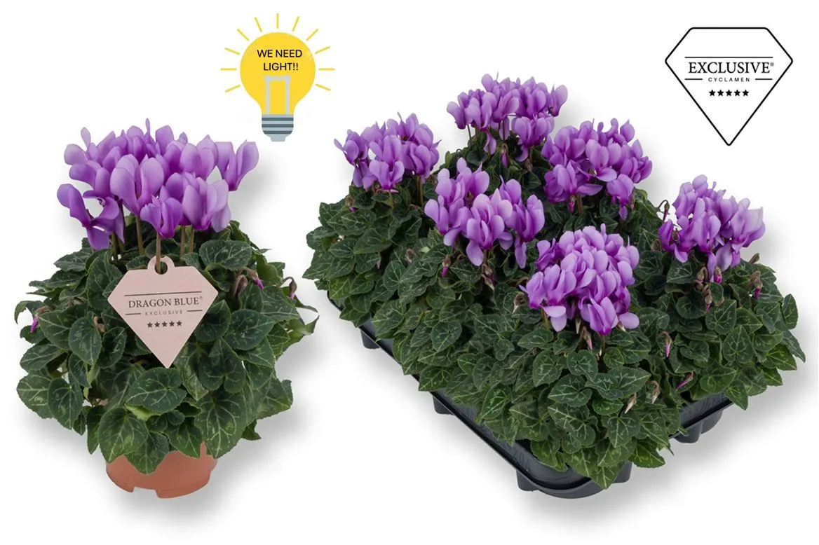 Cyclamen Kl Dragon Blue • črepník 10,5 cm