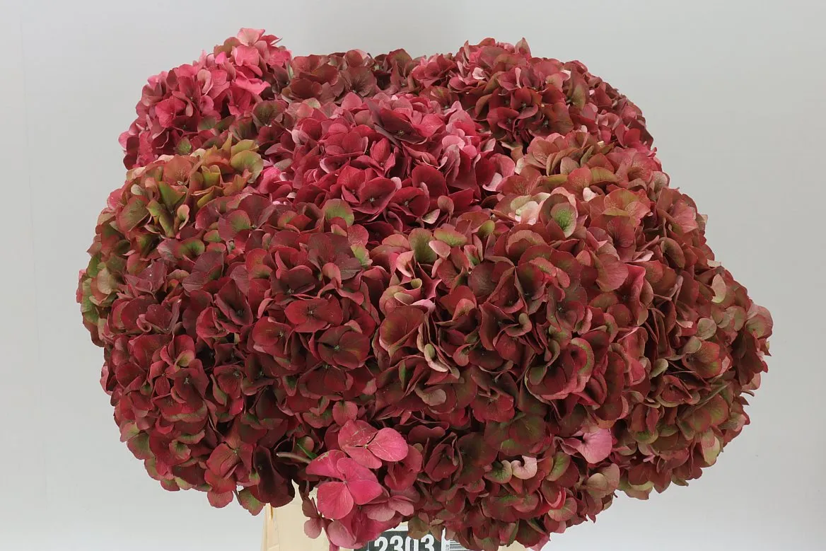 Hyd Rubyred Classic • 60 cm
