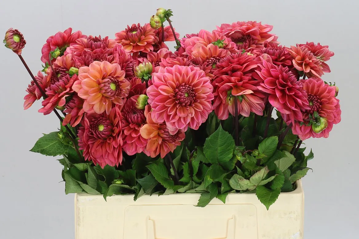 Dahlia Salmon Runner • 55 cm