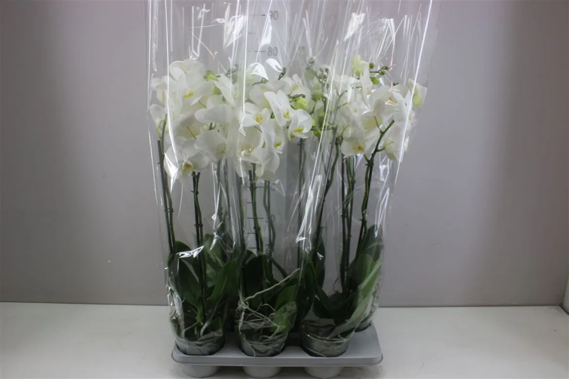 Orchidea Phalaenopsis biela, 2 výhony • črepník 15 cm