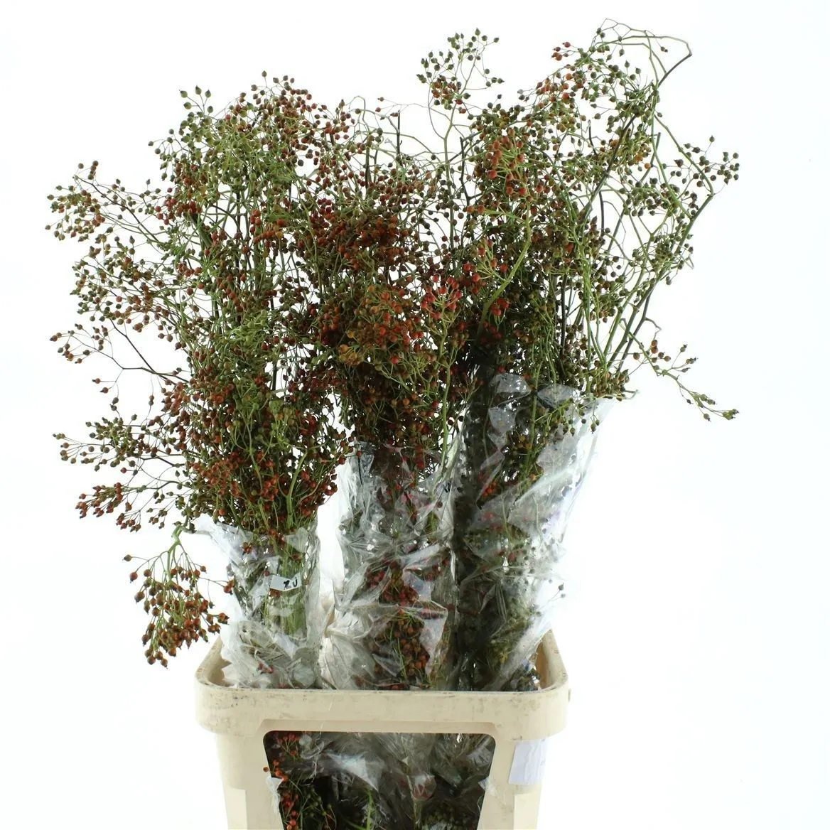 Rozenbottel Corallo • 120 cm