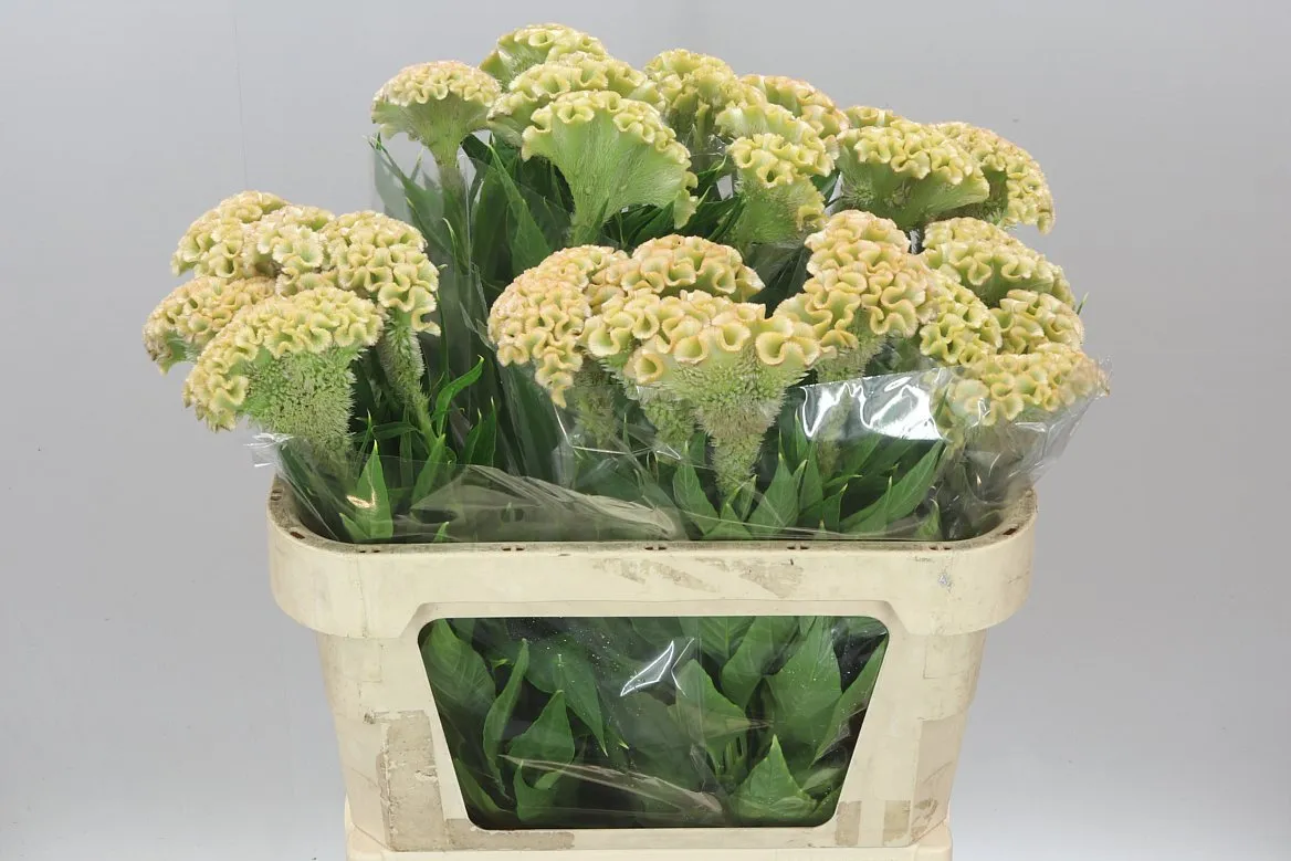Celosia C Haute Couture • 80 cm