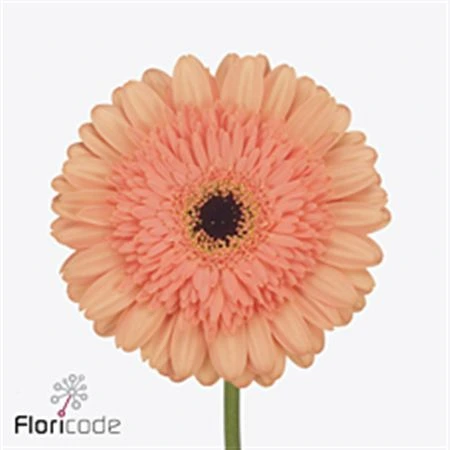 Gerbera Colin • 45 cm