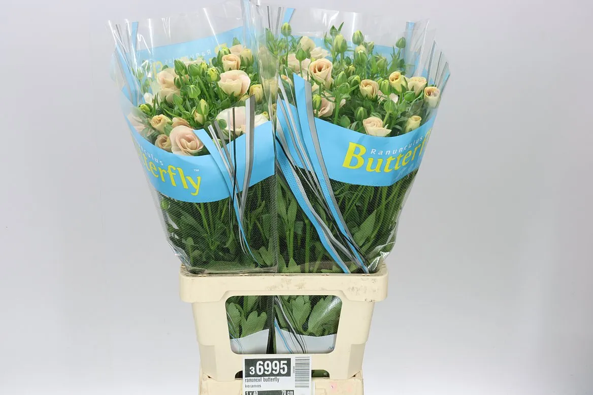 Ranuncul Butterfly Keramos • 60 cm