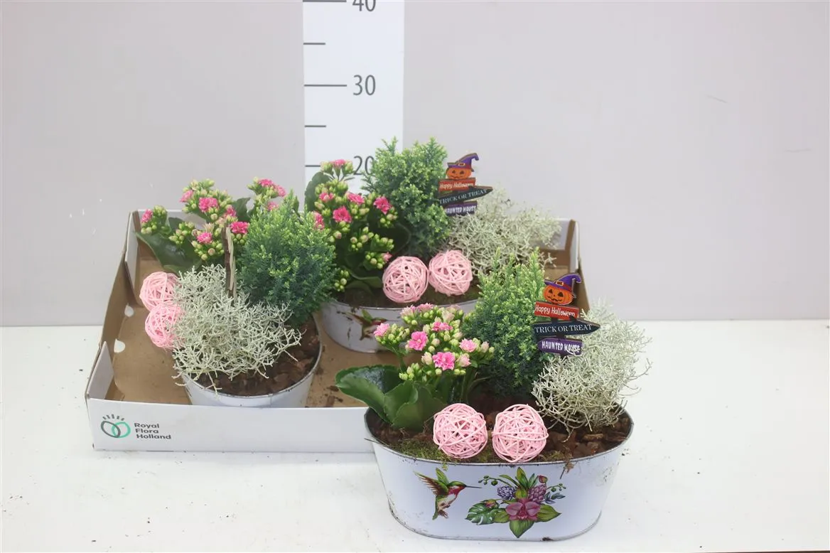Arr Tuinplanten In Zink Ovaal • črepník 25 cm