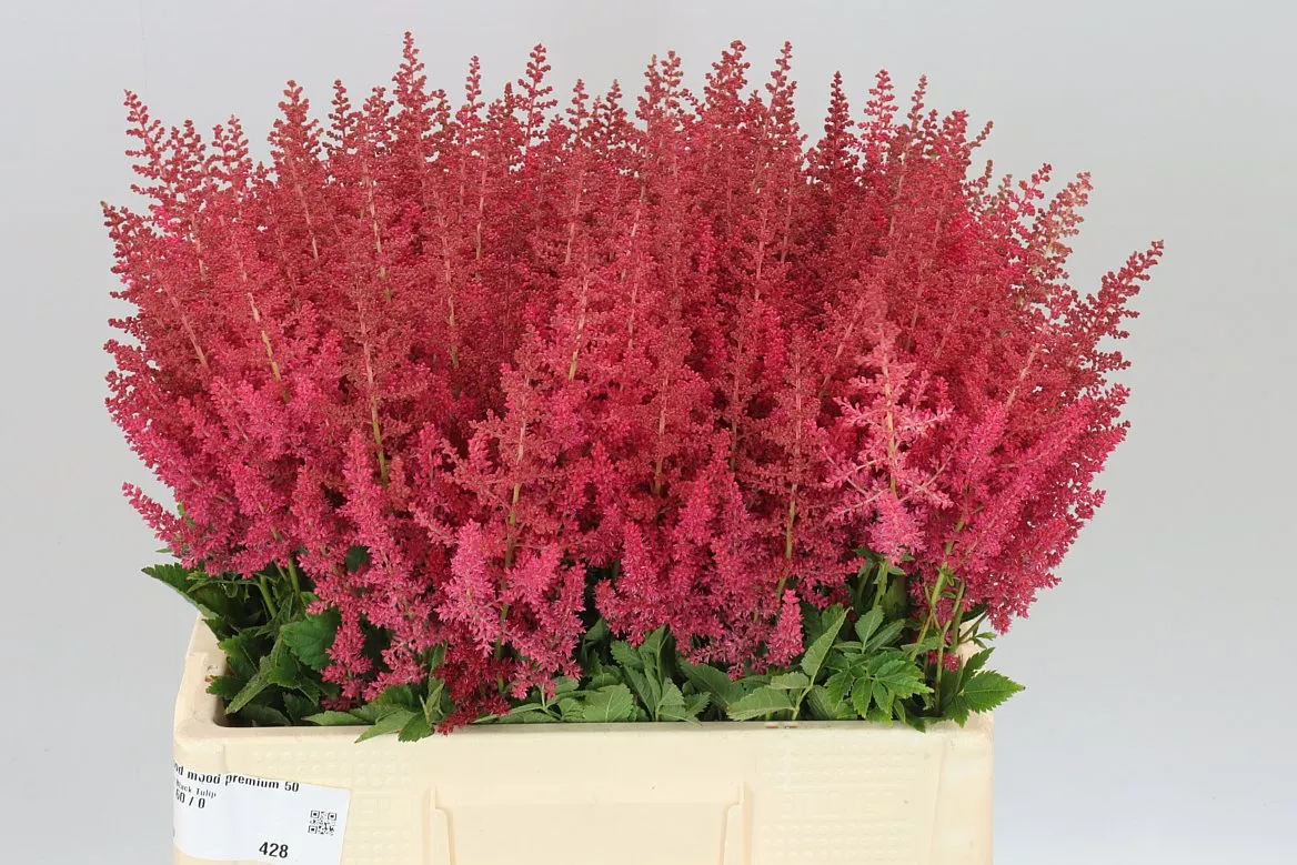 Astilbe Else Schluck • 60 cm