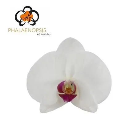 Phal Ruby Kiss